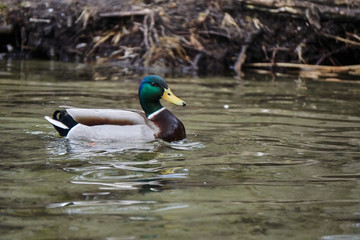Obraz premium Male mallard duck floating on the lake in Poland..