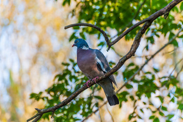 Woodpigeon - Columba palumbus