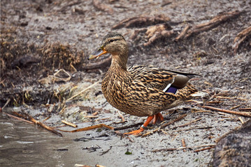Female mallard duck floating on the lake in Poland