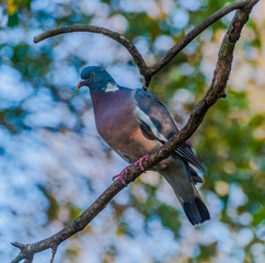 Woodpigeon - Columba palumbus
