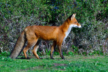 Rotfuchs bei der Jagd