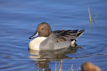 オナガガモ（オス）　Northern Pintail