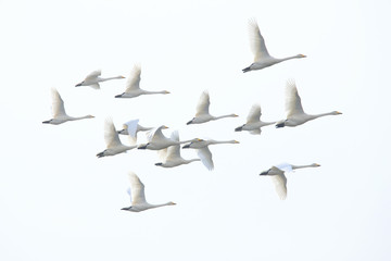 群れで飛ぶ白鳥　Swans flying in flocks