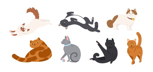 Set of adorable cats of various breeds lying, sitting, stretching itself, playing with ball. Bundle of funny purebred pet animals isolated on white background. Flat cartoon vector illustration.