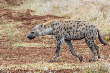 Naklejka na ściany i meble Hyena walking near Satara restcamp in Kruger National Park in South Africa