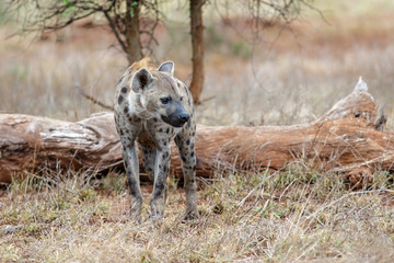 Hyena walking near Satara restcamp in Kruger National Park in South Africa