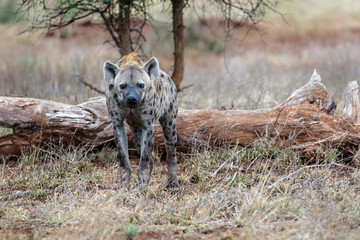 Hyena walking near Satara restcamp in Kruger National Park in South Africa