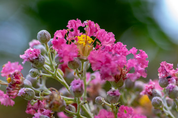 Lagerstroemia indica flowering shrub, bright pink and yellow flowers in bloom on tree branches