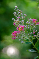 Lagerstroemia indica flowering shrub, bright pink and yellow flowers in bloom on tree branches