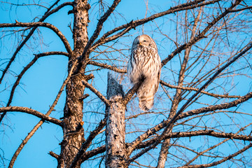 owl