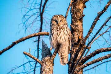 owl