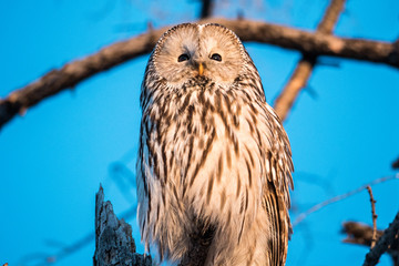 owl