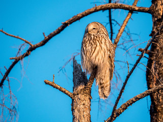 owl