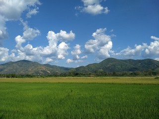 Obraz premium Rice paddy fields and mountains behind the clouds covered the sky. 