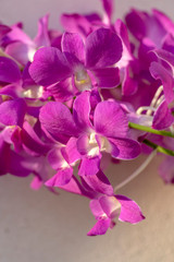 Fototapeta na wymiar Dendrobium orchid purple flowers in bloom, beautiful amazing flowering plant with big bunch of flowers
