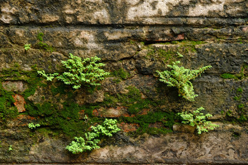 moss and fern on stone wall