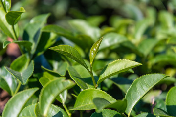 closeup fresh green tea leaves.