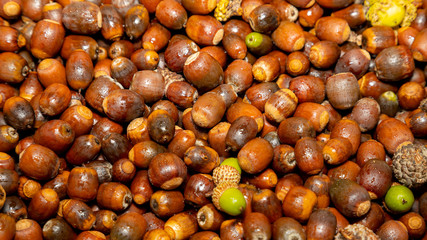 Oak fruit acorn