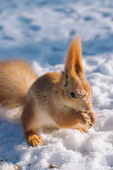 Naklejka na ściany i meble Small squirrel eats nuts on the winter park.