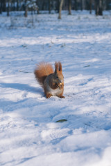 Small squirrel eats nuts on the winter park.