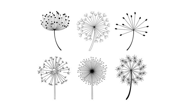 Vector set of dandelion flowers with fluffy seeds. Natural decorative elements in linear style