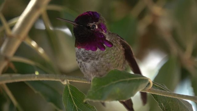 Male Anna's hummingbird stretching its wings