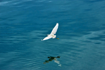 Beautiful white Great egret flying above a blue lake surface in Lake Toba, Sumatra, Indonesia.