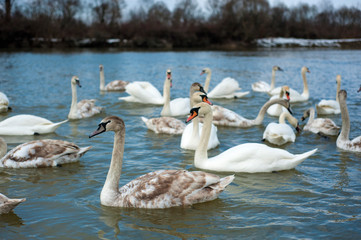 White swans swimming in river water in the early spring. Group of beautiful swans in the blue water.