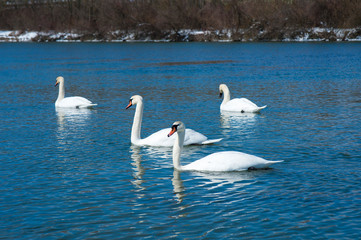 White swans swimming in river water in the early spring. Group of beautiful swans in the blue water.