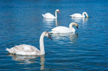 White swans swimming in river water in the early spring. Group of beautiful swans in the blue water.