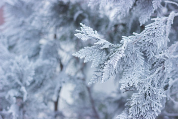 Tree branches in hoarfrost.