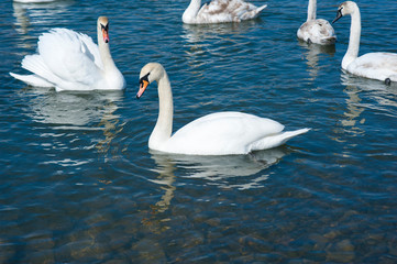 Obraz premium White swans swimming in river water in the early spring. Group of beautiful swans in the blue water.