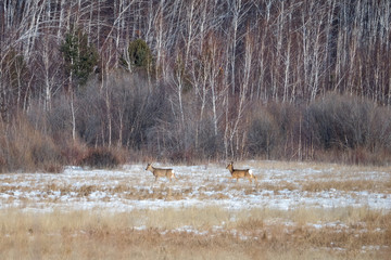 roe deer