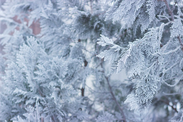 Tree branches in hoarfrost.
