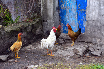 White rooster and brown chickens in front of a blue door. Parapat, Sumatra, Indonesia.