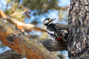 woodpecker