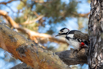 woodpecker