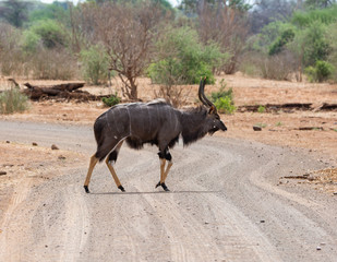 Nyala Bull