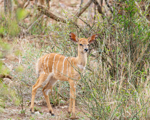 Nyala Calf