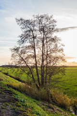 Branches of a leafless shrub silhouetted against the clear sky
