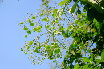 teak tree