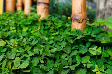 background of green leaves