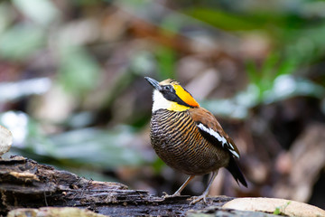 Banded pitta (female) on the log. A specie of Hydrornis spp., are a group of birds in the Pittidae family that were formerly lumped as a single species, the banded pitta. They are found in forest.