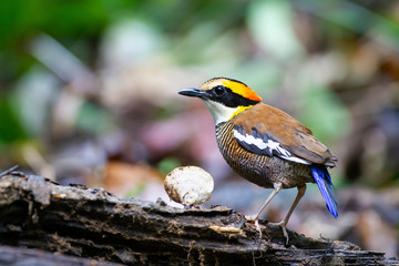 Banded pitta (female) on the log. A specie of Hydrornis spp., are a group of birds in the Pittidae family that were formerly lumped as a single species, the banded pitta. They are found in forest.