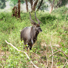 Nyala Bull