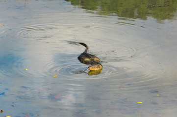Old monitor lizard swimming in a shallow river and smelling water and air with his tongue.
