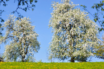 Naklejka premium Frühling_0002
