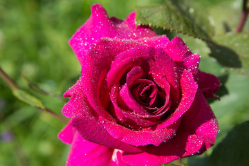 Beautiful flowers. Summer. Roses.