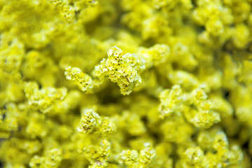 Many yellow flowers for background. Selective focus