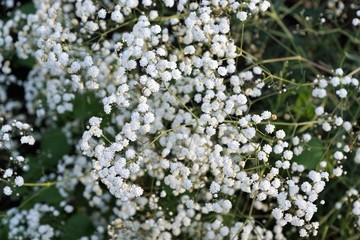 Schleierkraut mit weissen Blüten